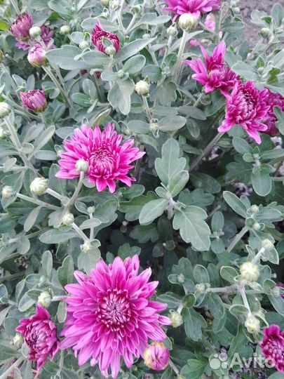 Хризантемы мультифлоры, розовой дейции