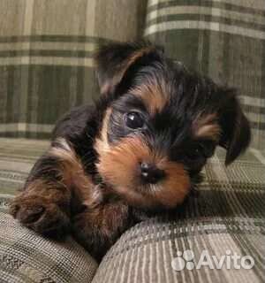 Щенки йорика