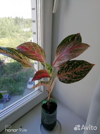 Шикарные взрослые кусты аглаонем инфинити,баттерфл