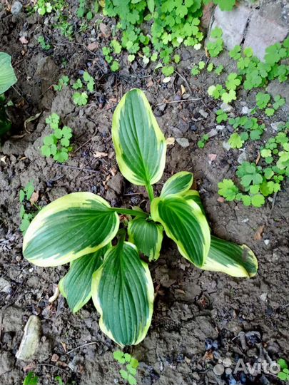 Хосты пестролистные