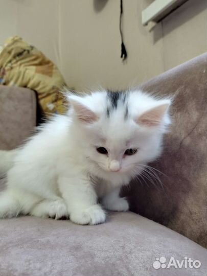 Котёнок девочка 2 месяца