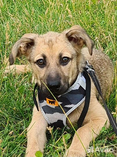 Щенок мини овчарки, в хорошие руки