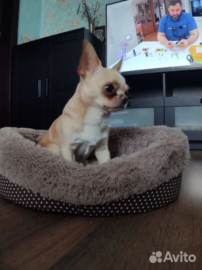 Лежанка для животных