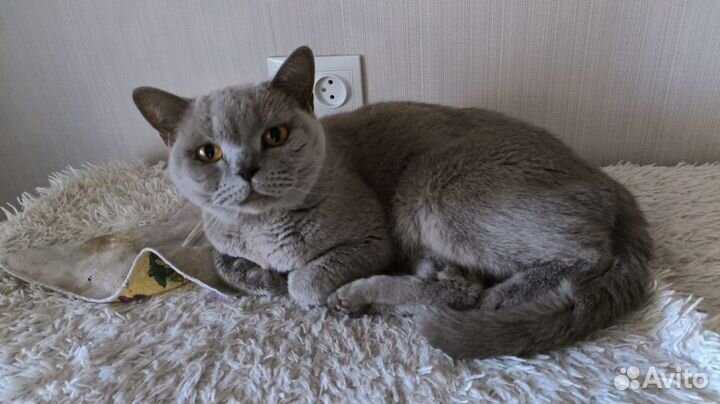 Кошечка Британка ищет дом