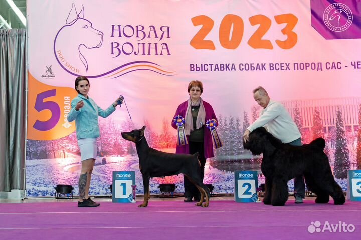 Кинологический центр Top Dog