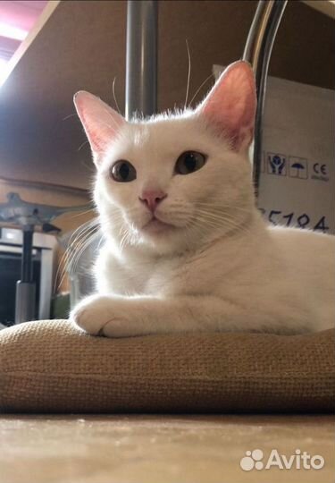 Кошка Олиша с невероятно красивым белым окрасом