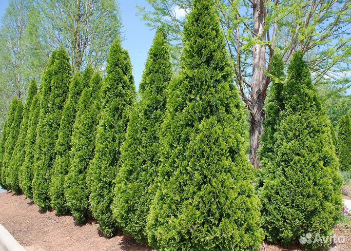 Живая изгородь из туи