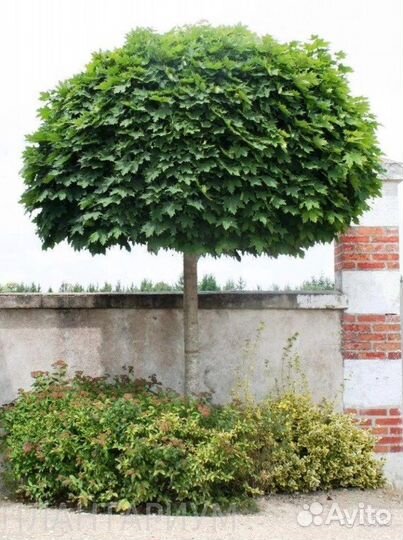 Клен остролистный