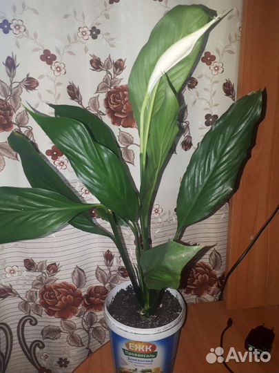 Спатифиллум