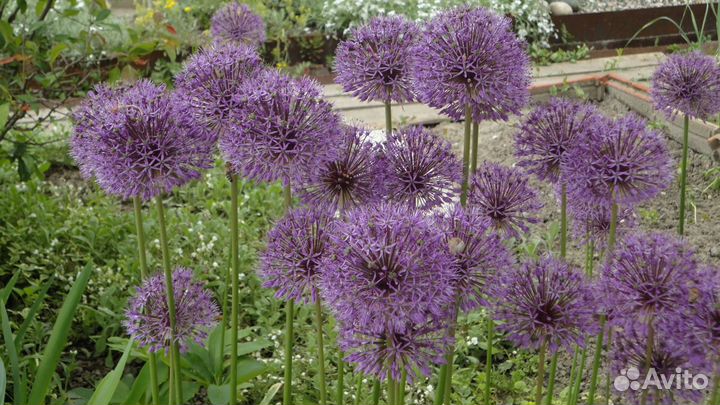 Можжевельники, Перистощетинник, гейхера, луки