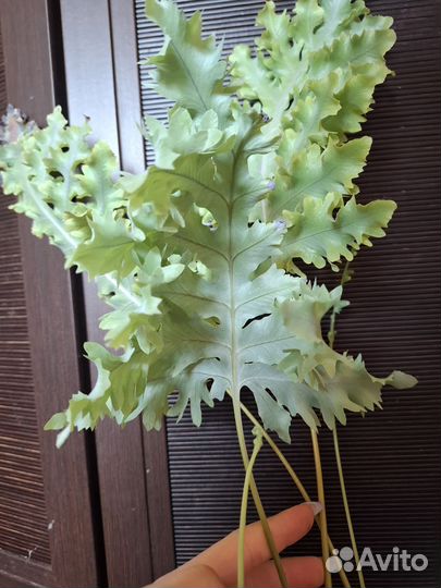 Флебодиум давана