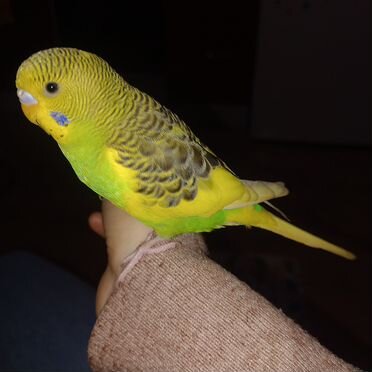 Волнистый попугай ручной и говорящий