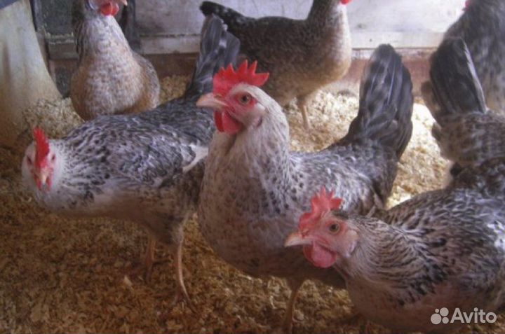 Инк.Яйцо Чистокровной Несушки Борковская Барвистая