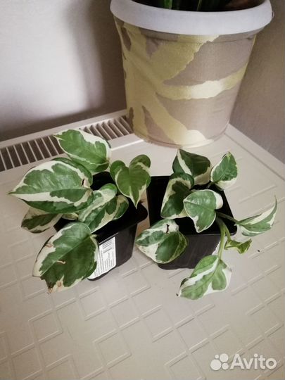 Сциндапсусы и сингониумы сортовые