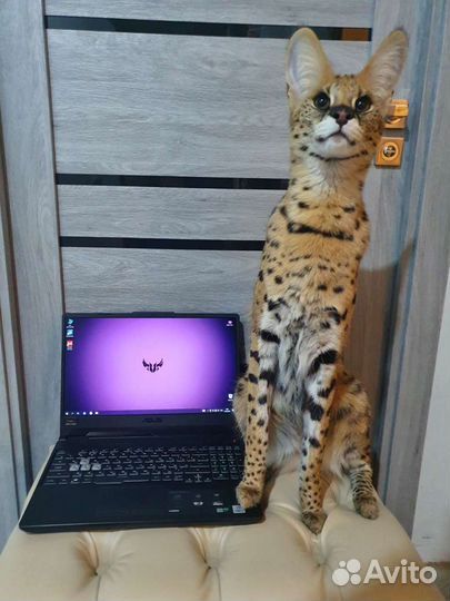 Игровой ноутбук с Гарантией Ryzen 5.Видеокарта 4гб