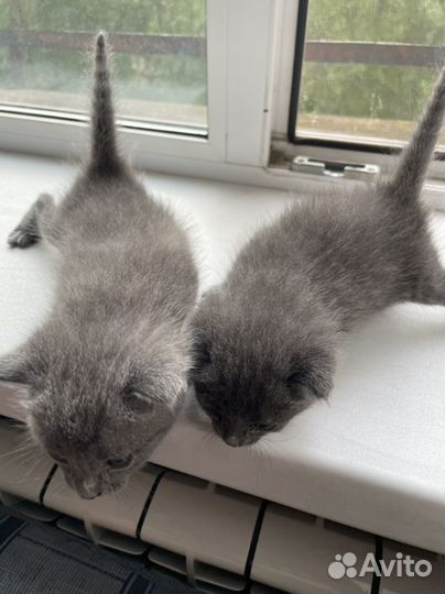 Кошки бесплатно
