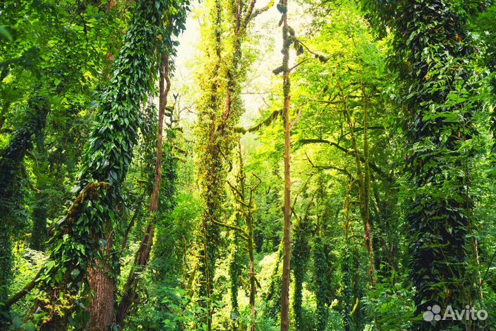 Экскурсия — Сочи — Тисо-самшитовая роща и лёгкий т