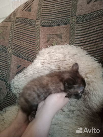Котята в добрые руки бесплатно