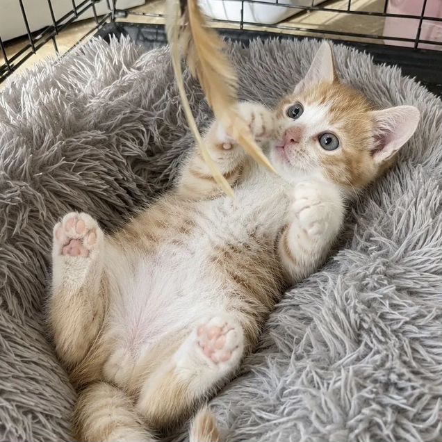Котёнок в добрые руки