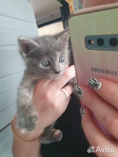 Отдам в добрые руки