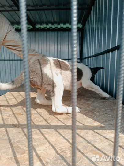 Два мальчика, две девочки