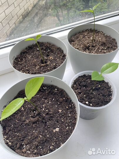 Гуанабана (аннона, суасет, сметанное яблоко)