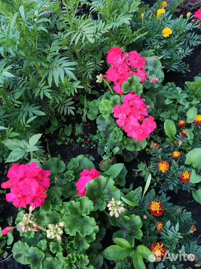 Герань пеларгония цветущее растение