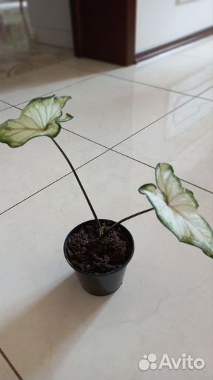 Каладиум Вайт Вондер