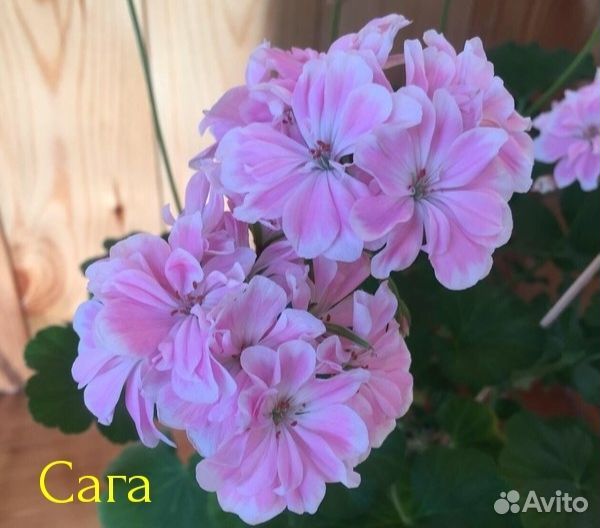 Пеларгония герань