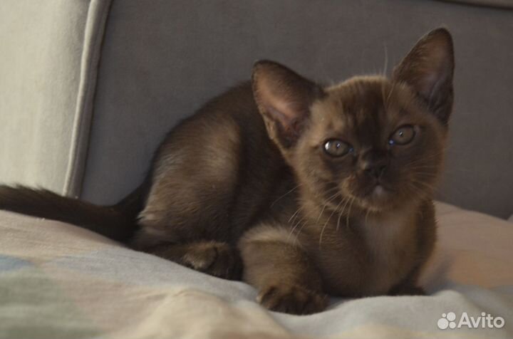 Бурманские котята