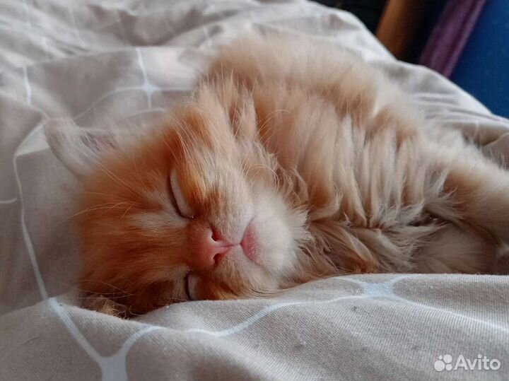 Котята мейн кун