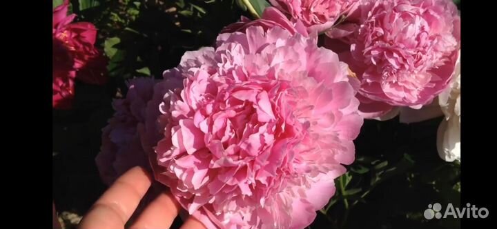 Пион полонез