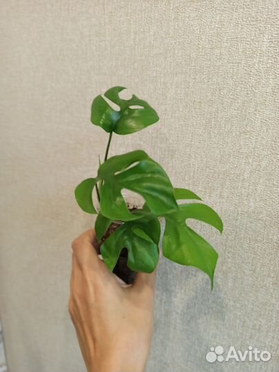 Монстера минима / адансони