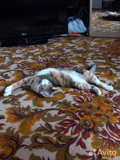 Кошка 1,5 года бесплатно