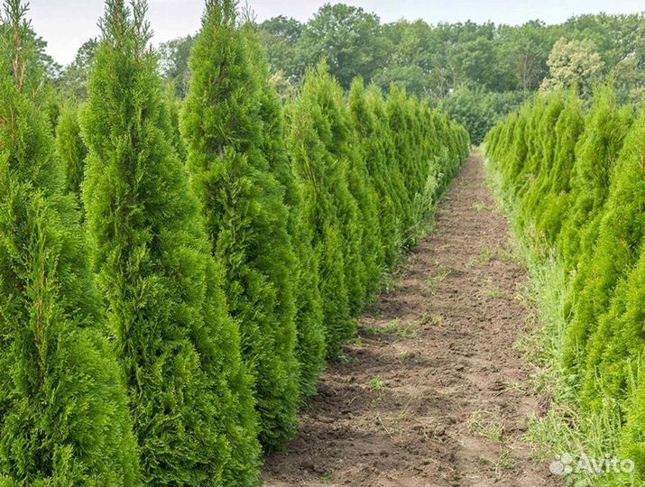 Туя смарагд 160 см