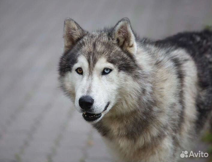 Хаски ищет дом