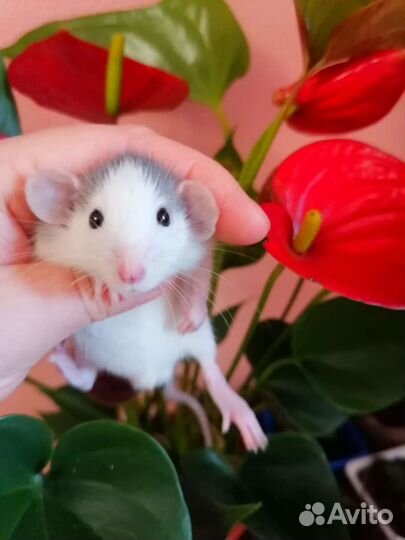 Крысята дамбо, крыса, клетка