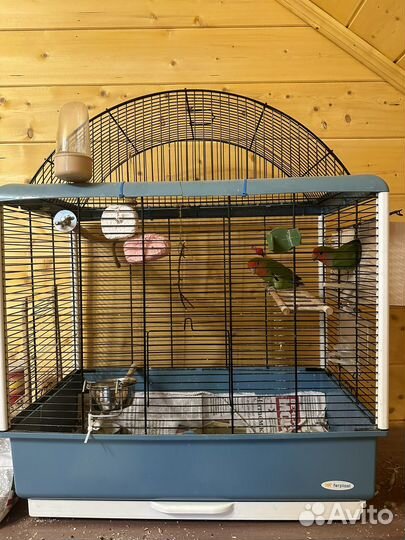 Неразлучники с клеткой