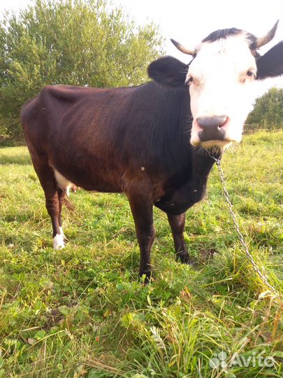 Корова дойная