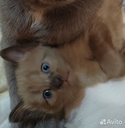 Милые котята в добрые руки