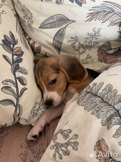 Щенки бигль девочка