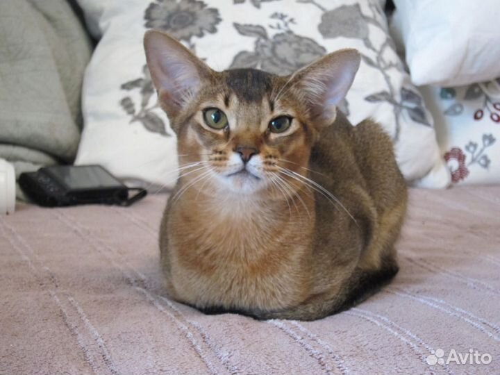 Абиссинская девочка, 5 мес