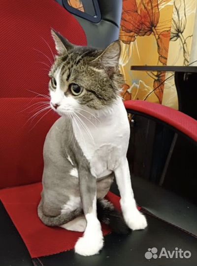Стрижка кошек и котов всех пород