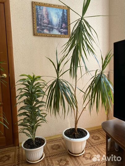 Комнатные растения