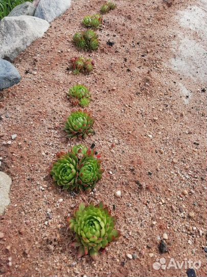 Суккулент молодило шароносное