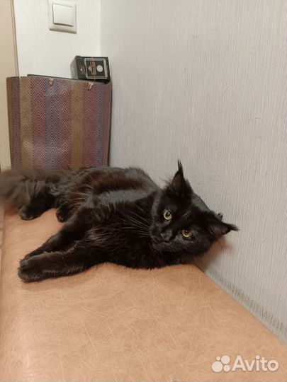 Мейн-кун черный