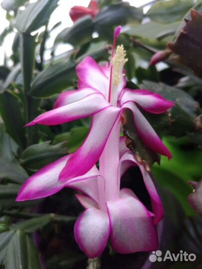 Декабрист разных расцветок