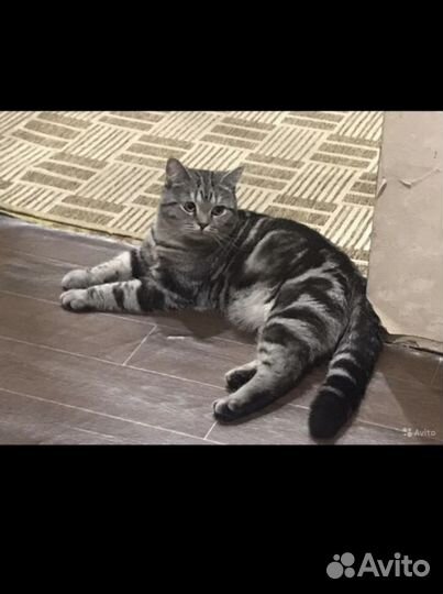 Кот вязка
