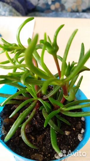 Редкий цветущий суккулент Местоклема