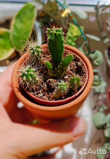 Кактусы и суккуленты